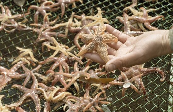 STARFISH ENVIRONMENT