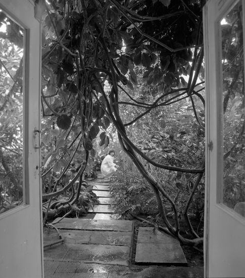 Conservatory botanical gardens plants