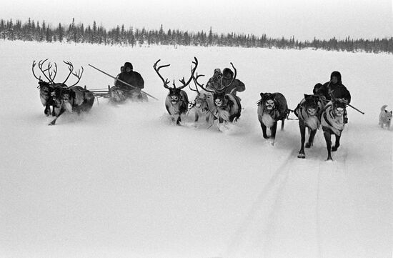 REINDEER SLEDGES COMPETITIONS