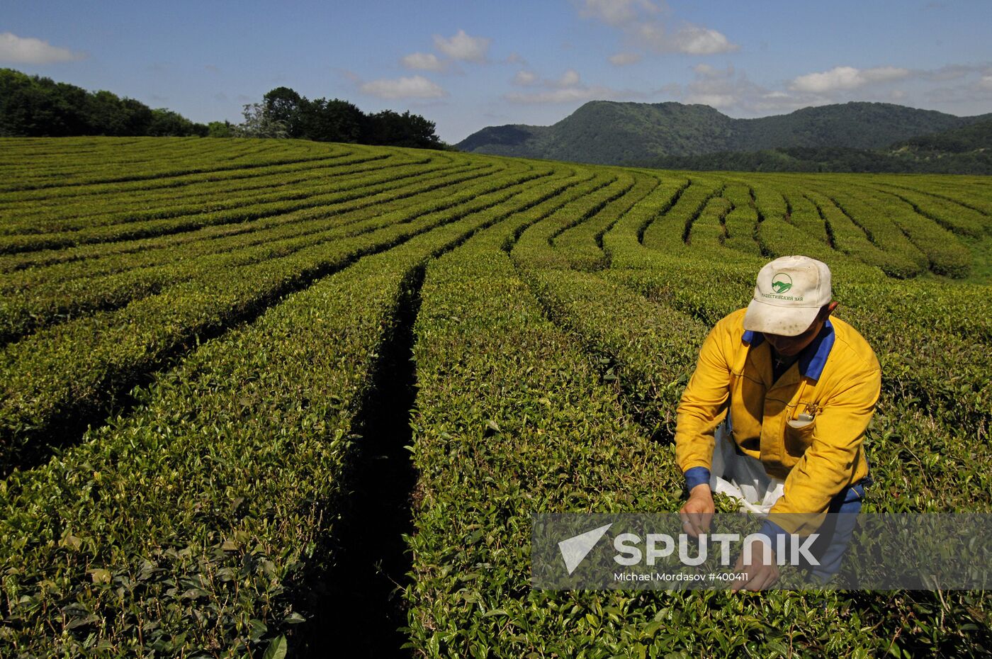 Matsesta Tea company, Sochi