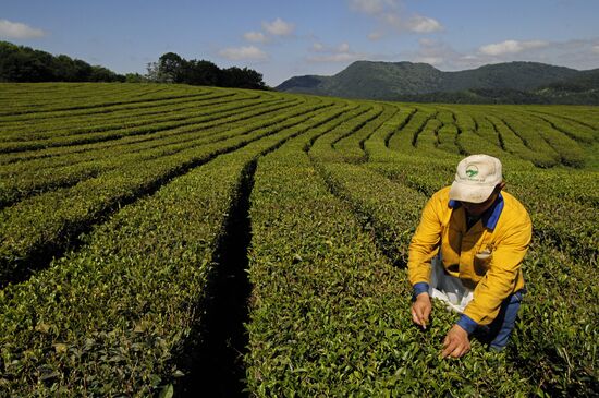 Matsesta Tea company, Sochi