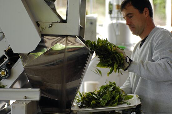 Matsesta Tea company, Sochi