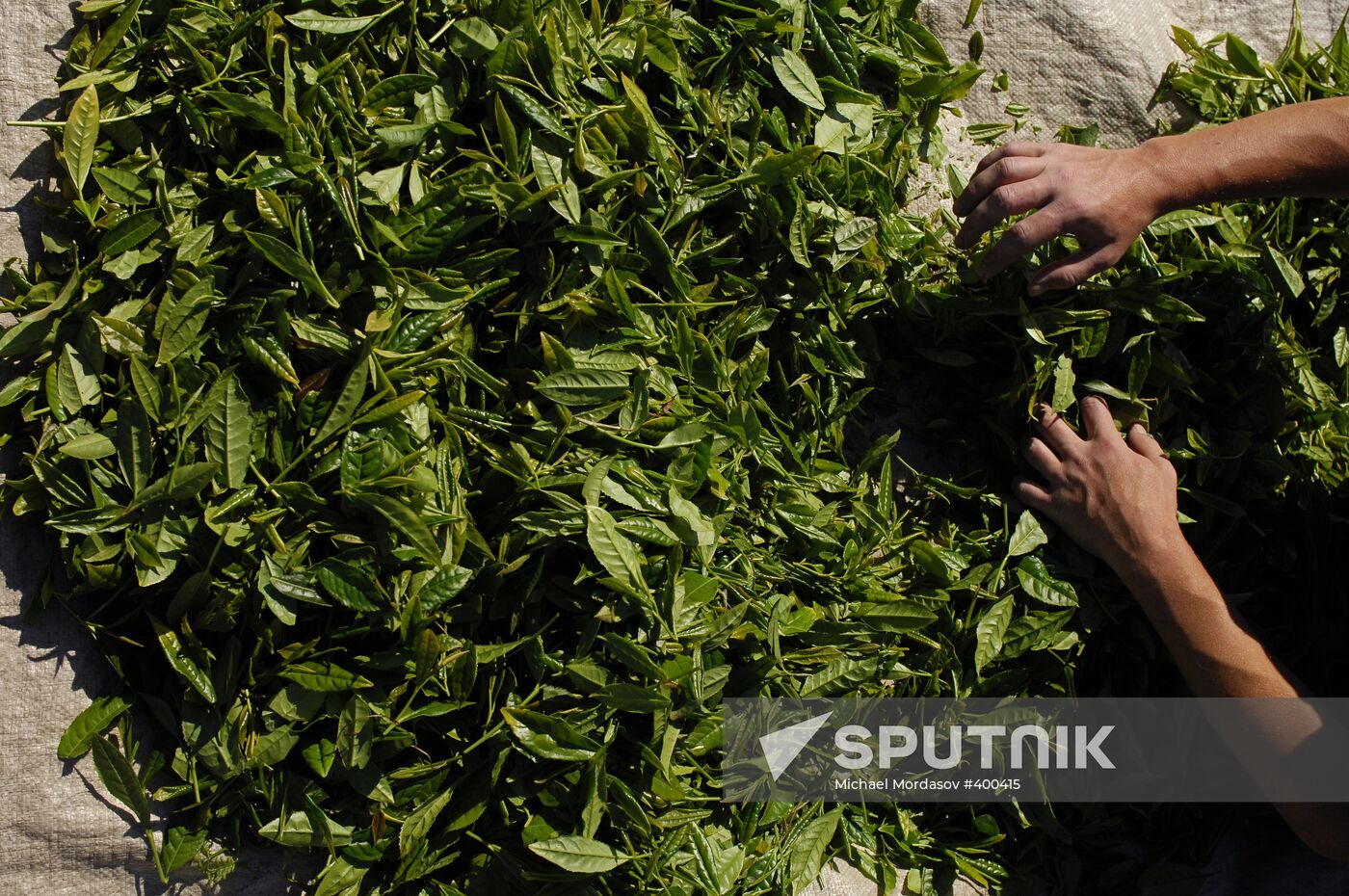 Matsesta Tea company, Sochi