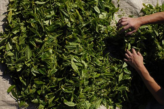 Matsesta Tea company, Sochi