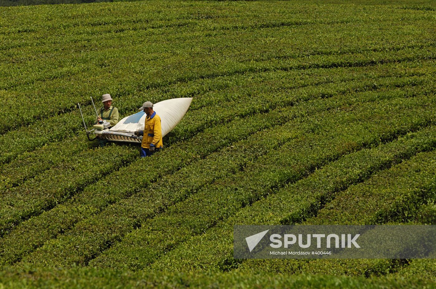 Matsesta Tea company, Sochi