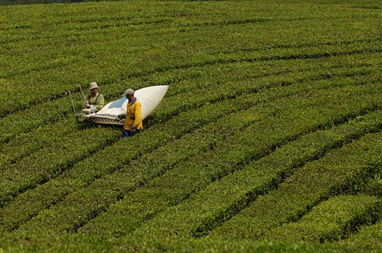 Matsesta Tea company, Sochi