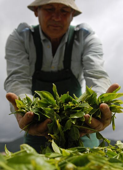 Matsesta Tea company, Sochi