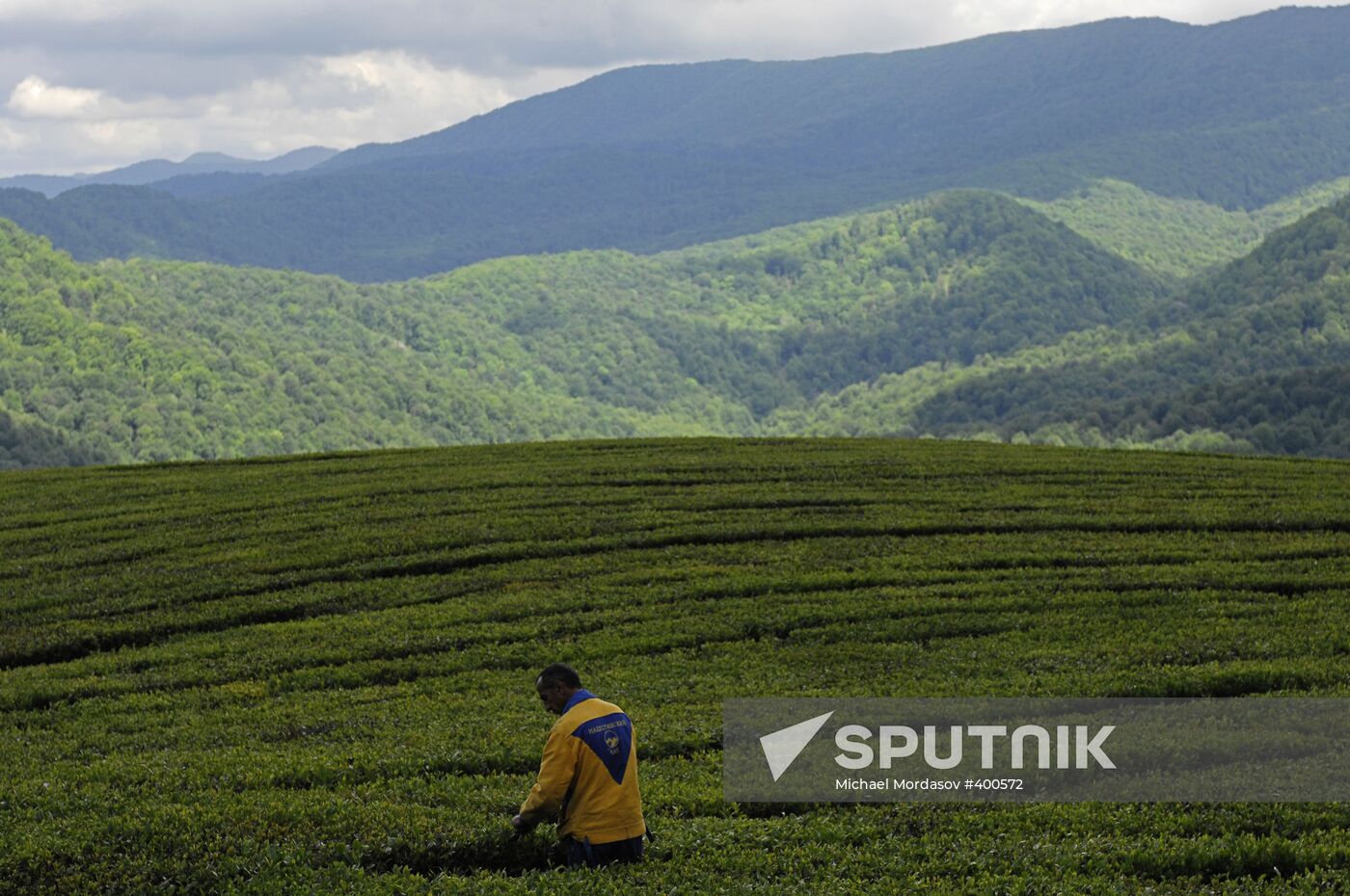 Matsesta Tea company, Sochi
