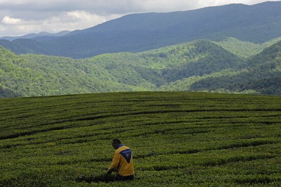 Matsesta Tea company, Sochi
