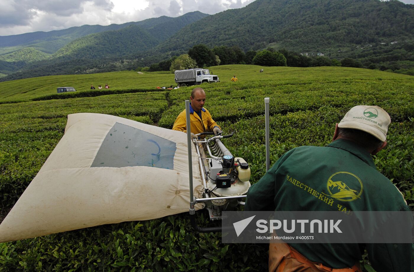 Matsesta Tea company, Sochi