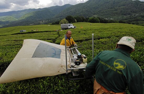 Matsesta Tea company, Sochi