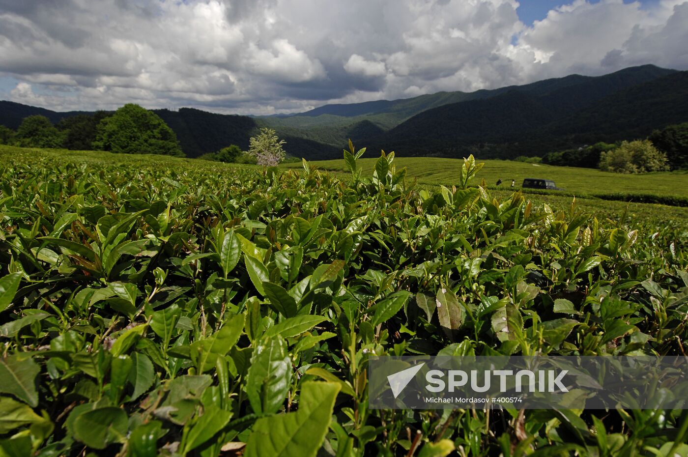 Matsesta Tea company, Sochi