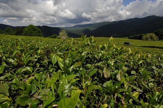 Matsesta Tea company, Sochi