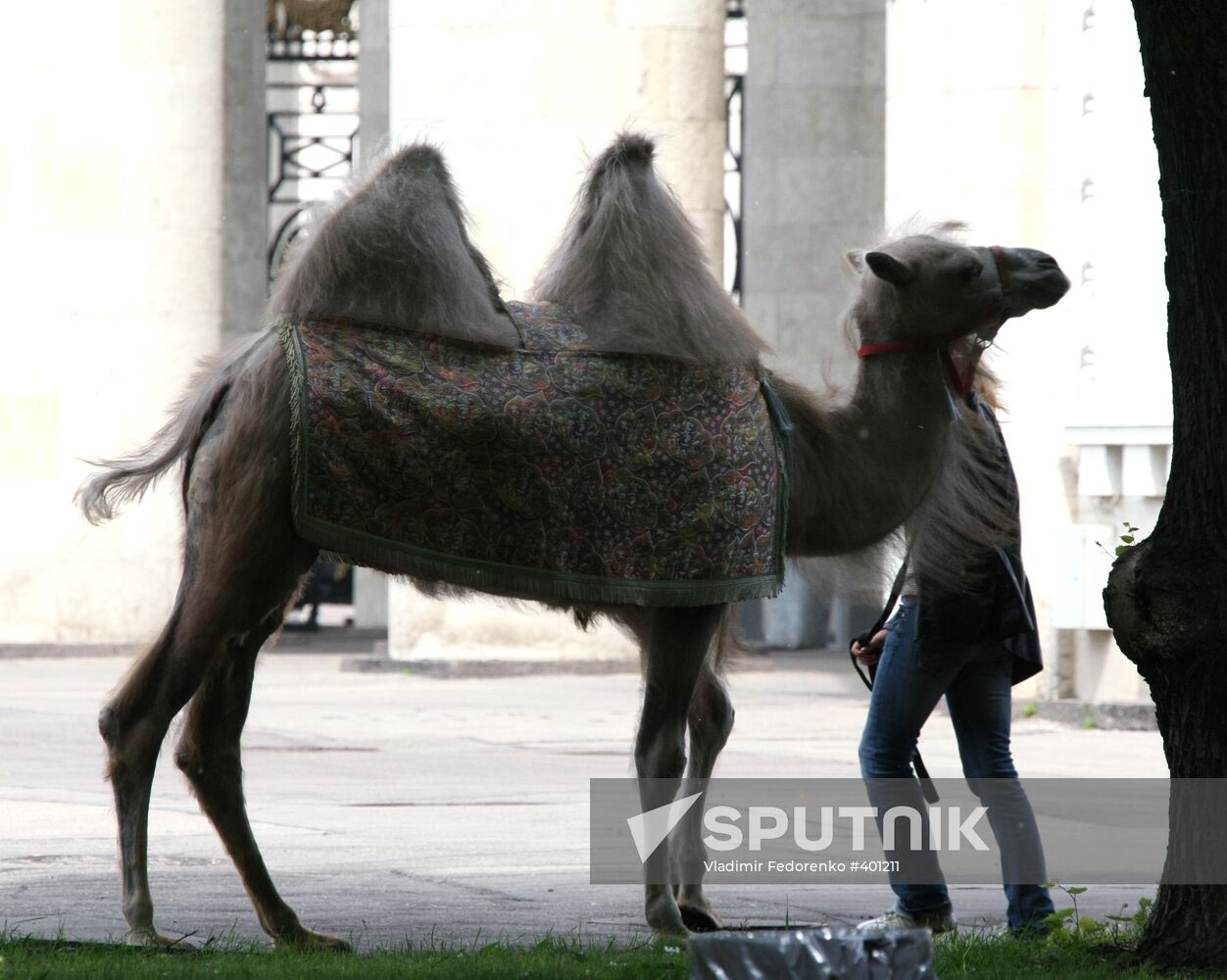 Camel in Gorki Park