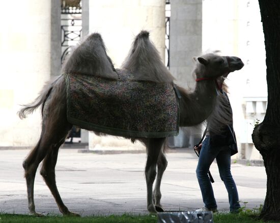 Camel in Gorki Park