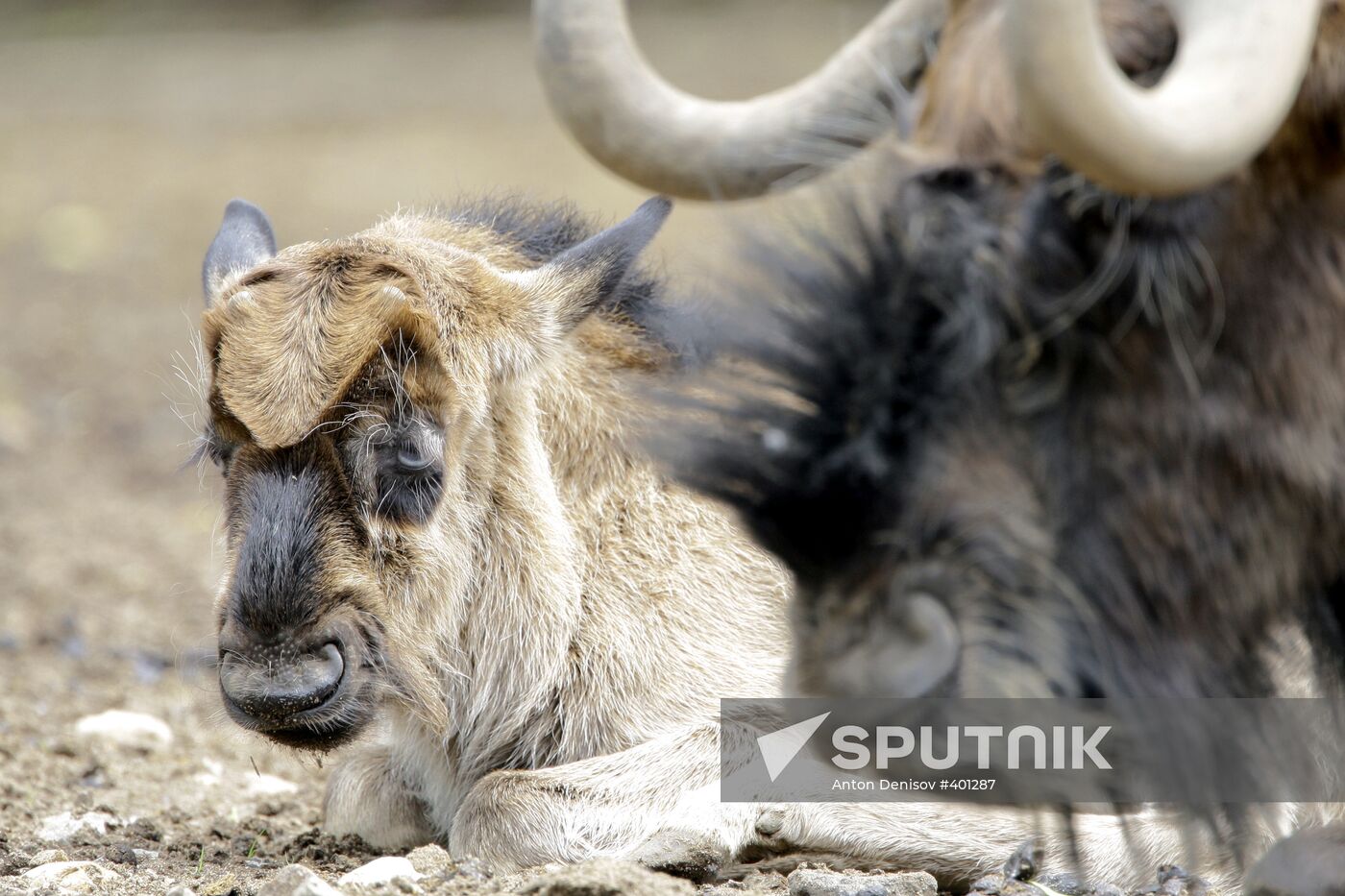 Moscow Zoo