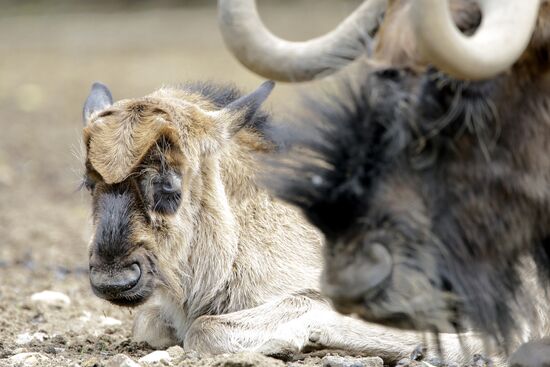 Moscow Zoo