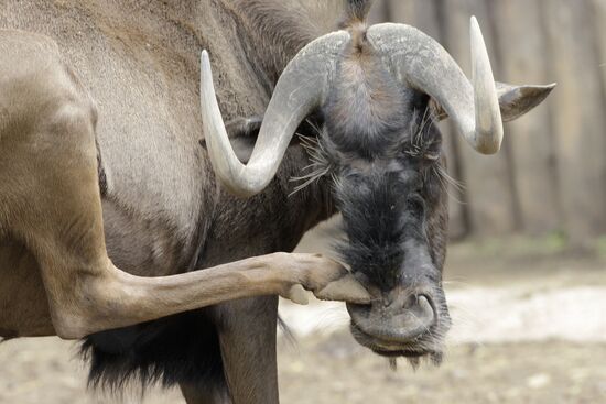 Moscow Zoo