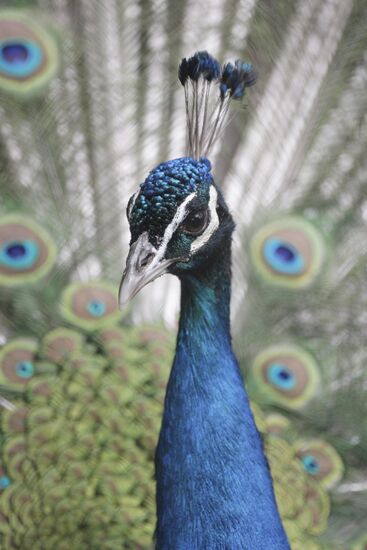 Moscow Zoo
