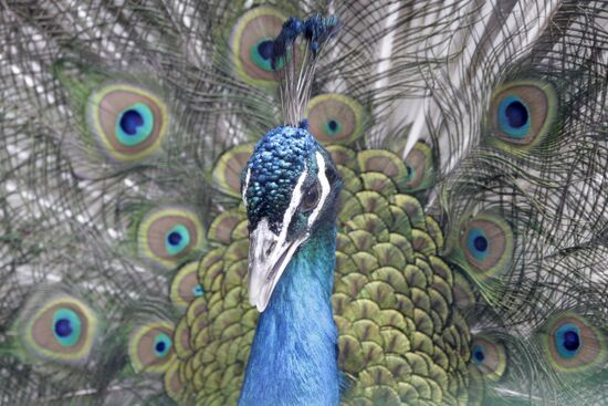 Moscow Zoo