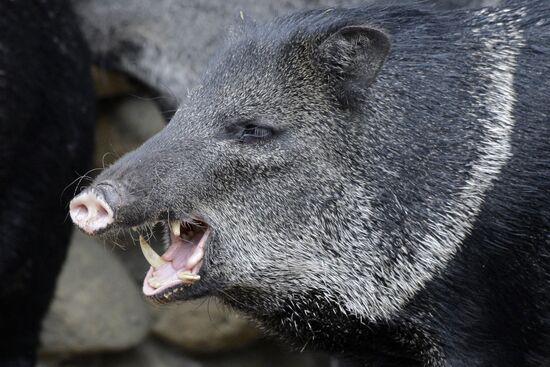 Moscow Zoo