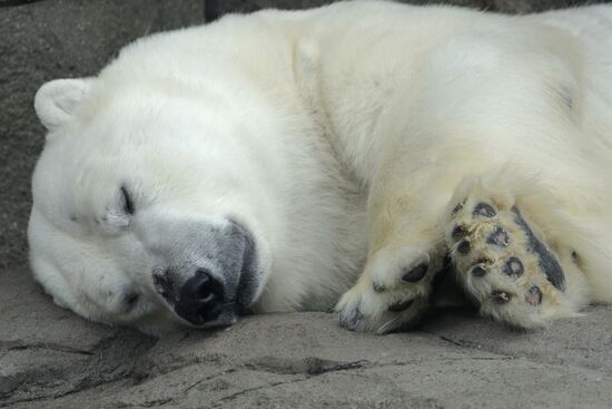 Moscow Zoo