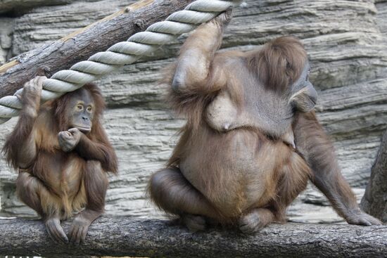 Moscow Zoo
