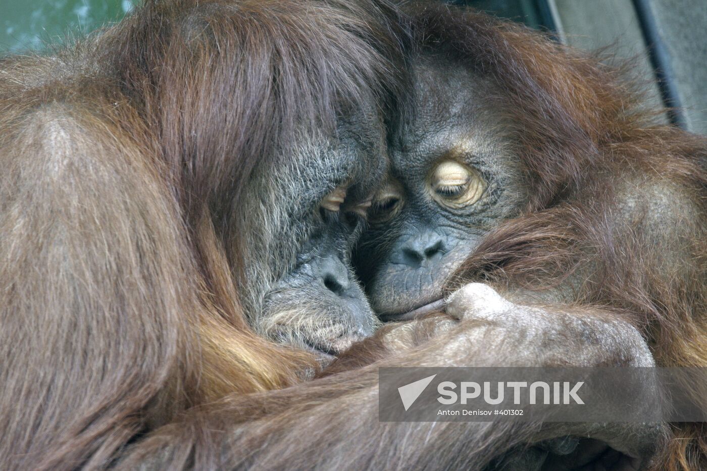Moscow Zoo