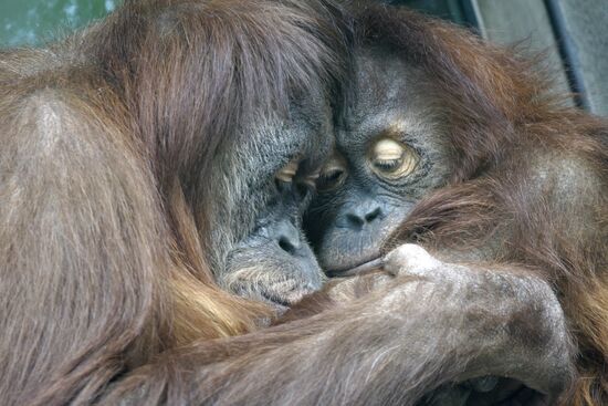 Moscow Zoo