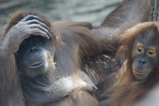 Moscow Zoo