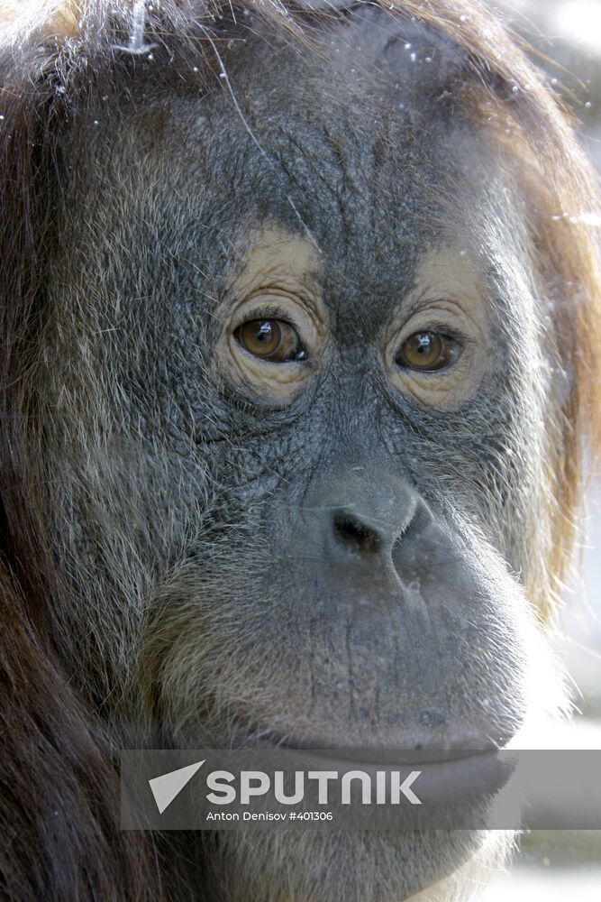 Moscow Zoo