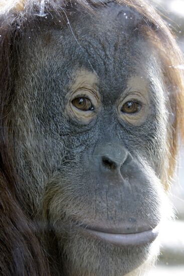 Moscow Zoo