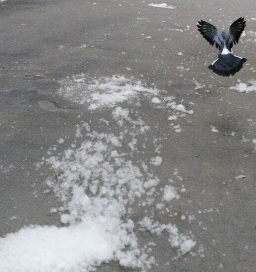 Poplar wool in Moscow