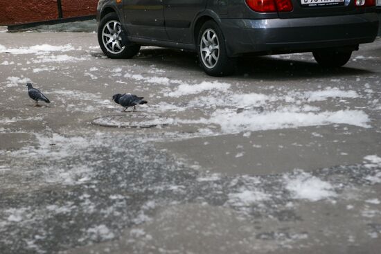 Poplar wool in Moscow