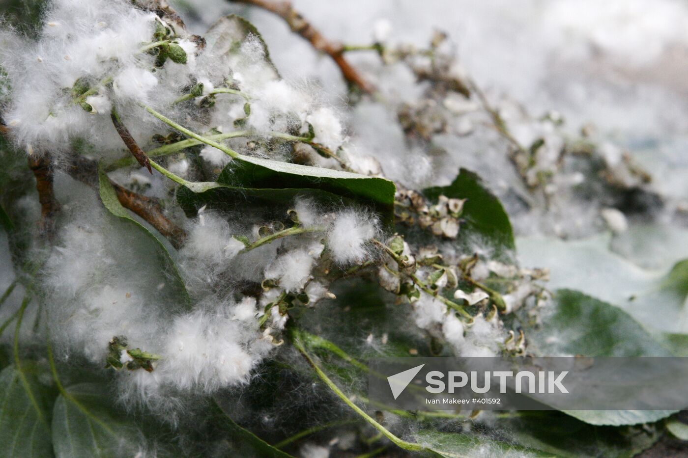 Poplar wool in Moscow