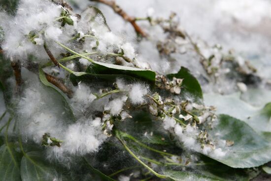 Poplar wool in Moscow
