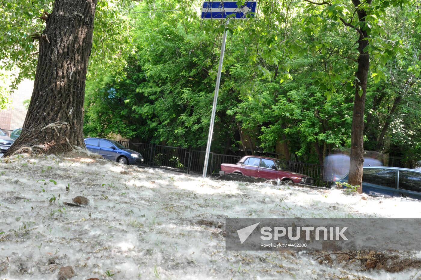 Poplar-tree fluff in Moscow