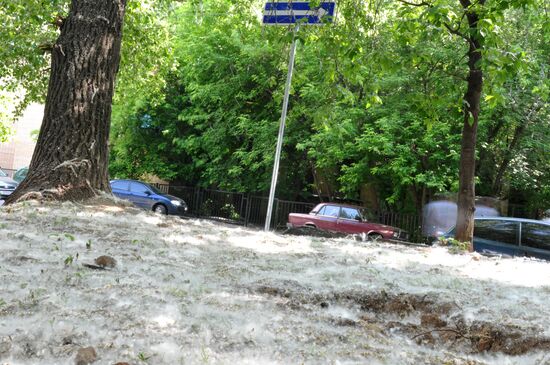 Poplar-tree fluff in Moscow