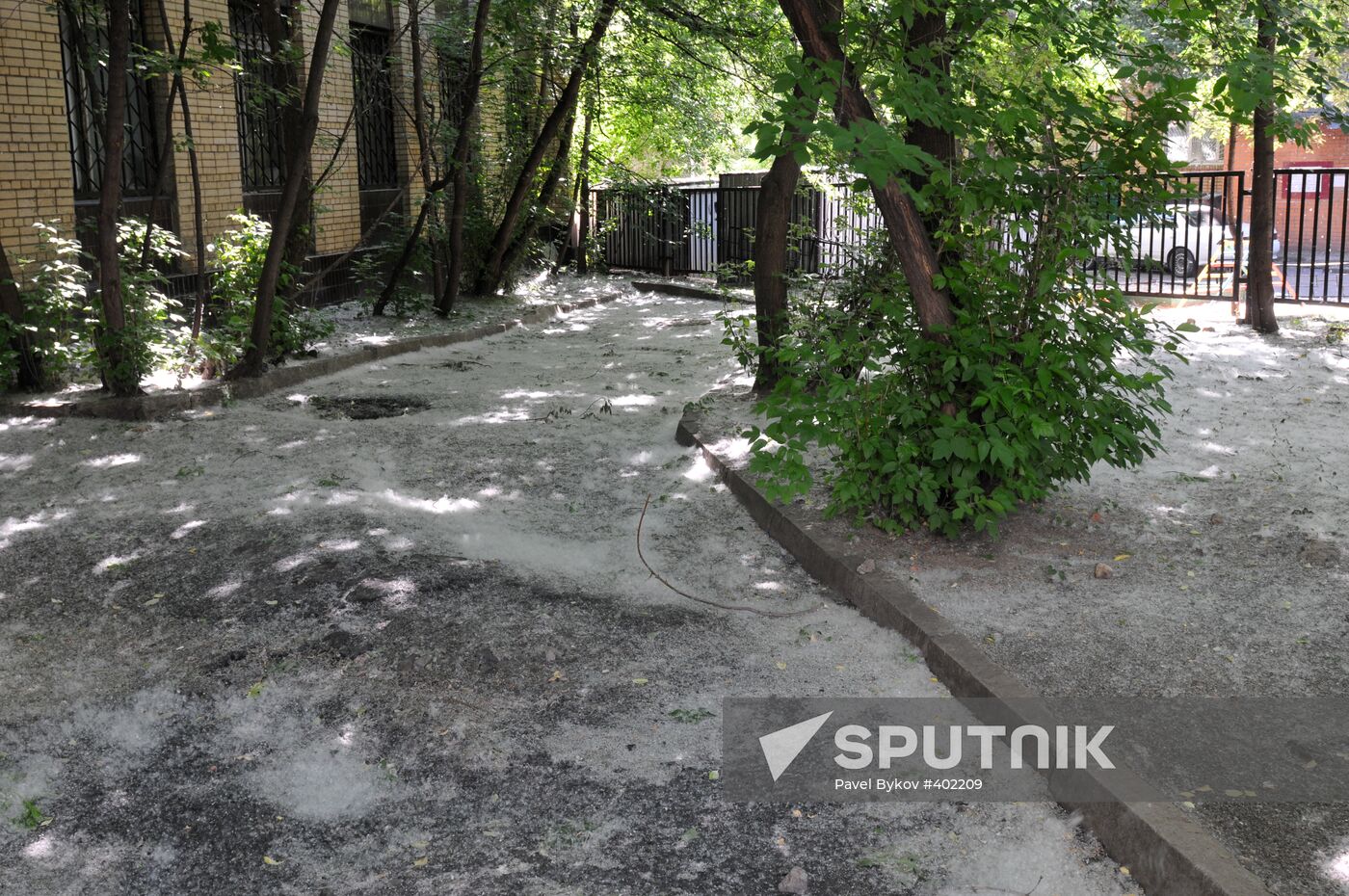 Poplar-tree fluff in Moscow