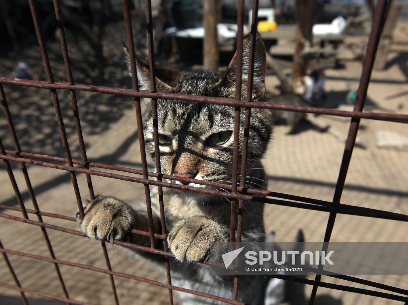 Bim animal protection fund in Moscow Region
