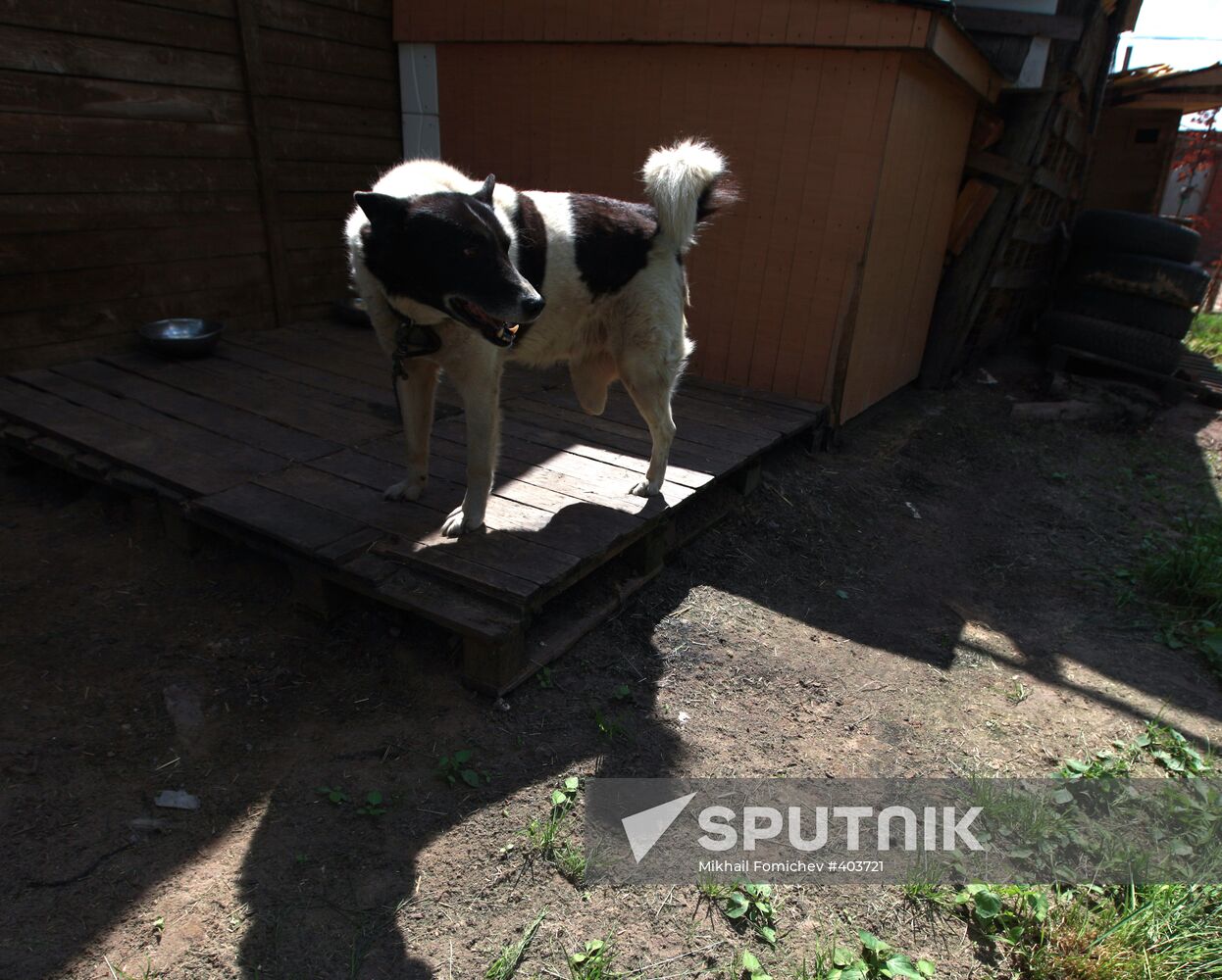 Bim animal shelter in Moscow Region