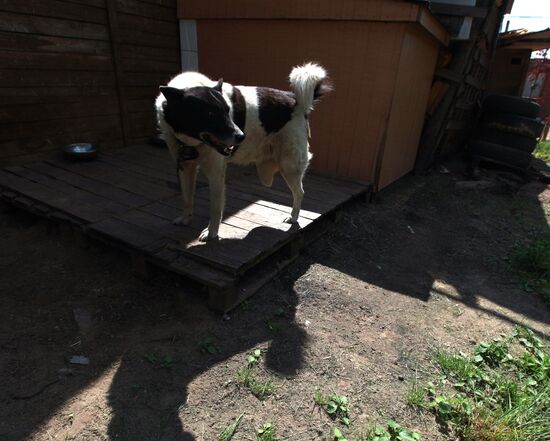 Bim animal shelter in Moscow Region