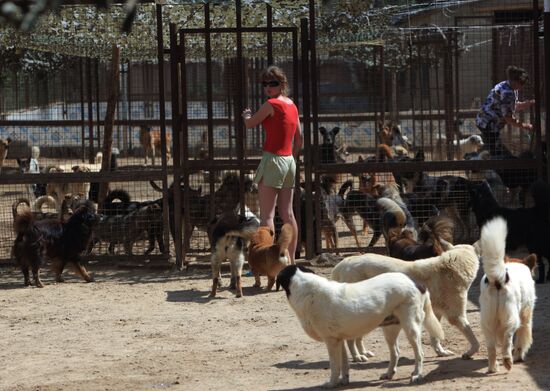 Bim animal shelter in Moscow Region