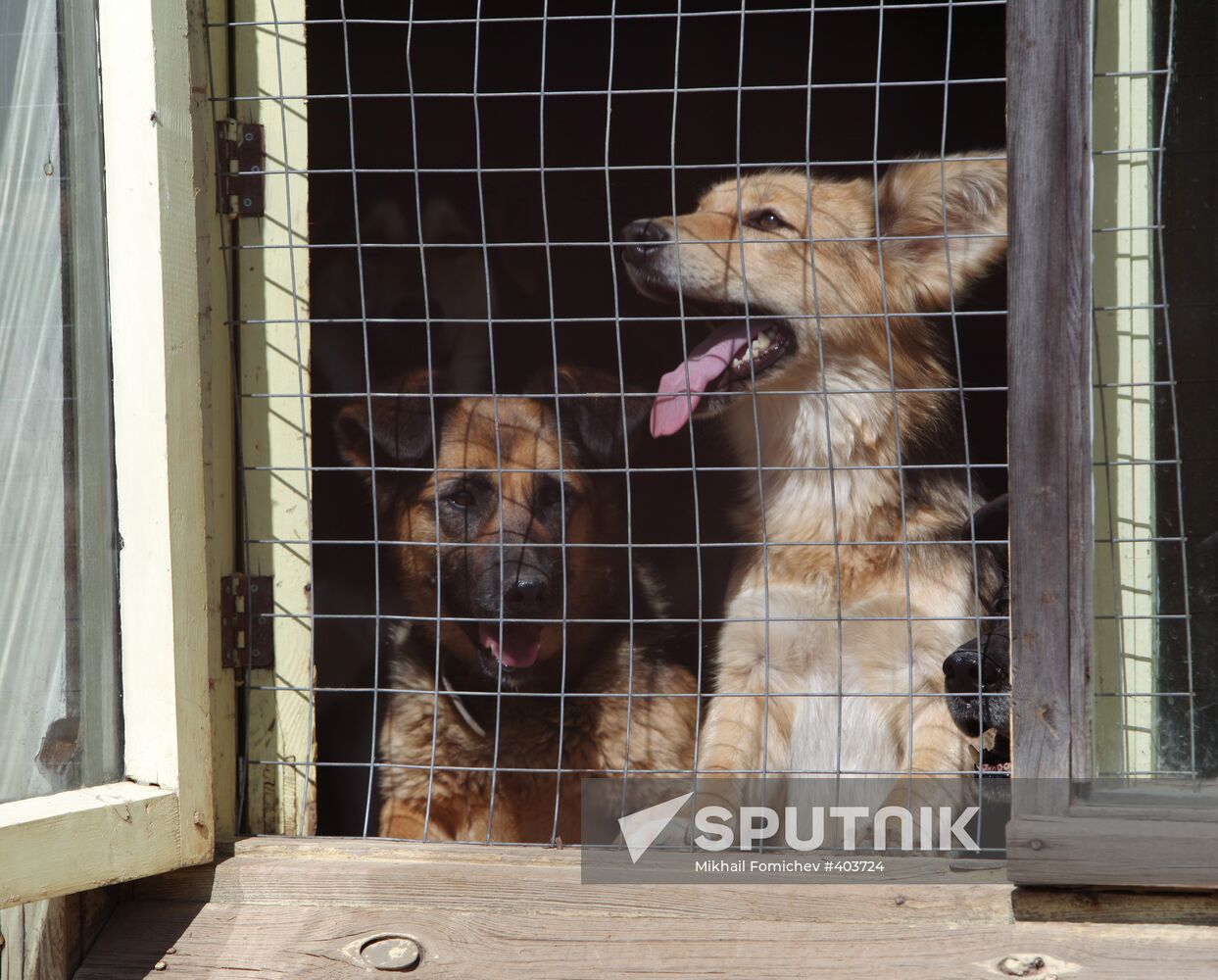 Bim animal shelter in Moscow Region