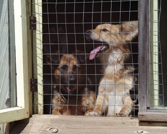 Bim animal shelter in Moscow Region