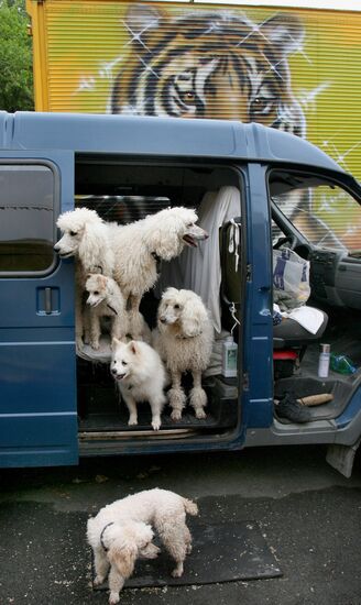 Behind the scenes of a travelling circus