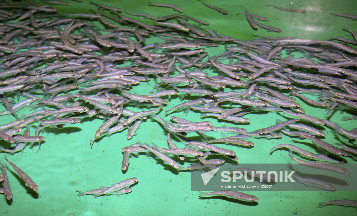 Fish hatchery in Malkovo, Sakhalin Region
