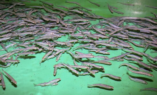 Fish hatchery in Malkovo, Sakhalin Region