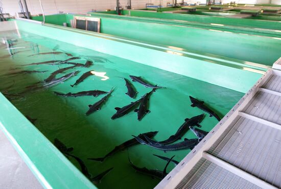 Fish hatchery in Malkovo, Sakhalin Region