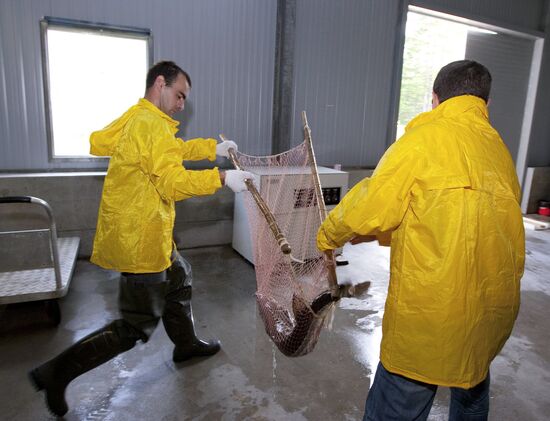 Fish hatchery in Malkovo, Sakhalin Region